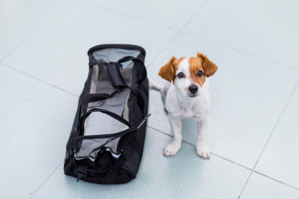 The Pet Owner’s Guide To Travel: How To Travel With Pets (Or Without Them)