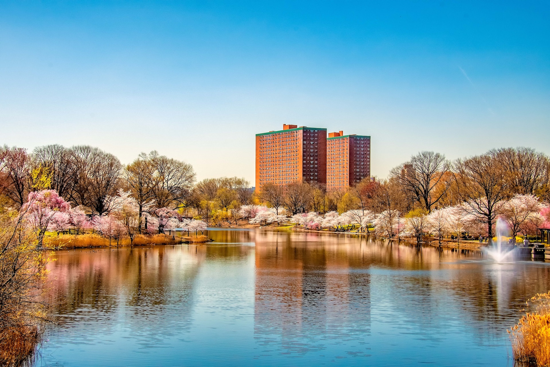Cherry Blossom Celebration, Newark, New Jersey