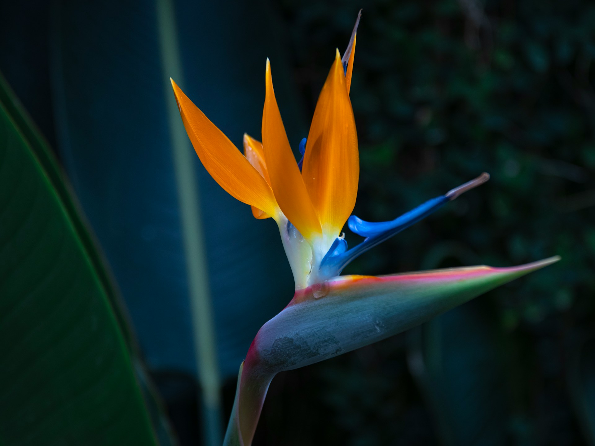 Longwood Gardens nr. Philadelphia, Pennsylvania