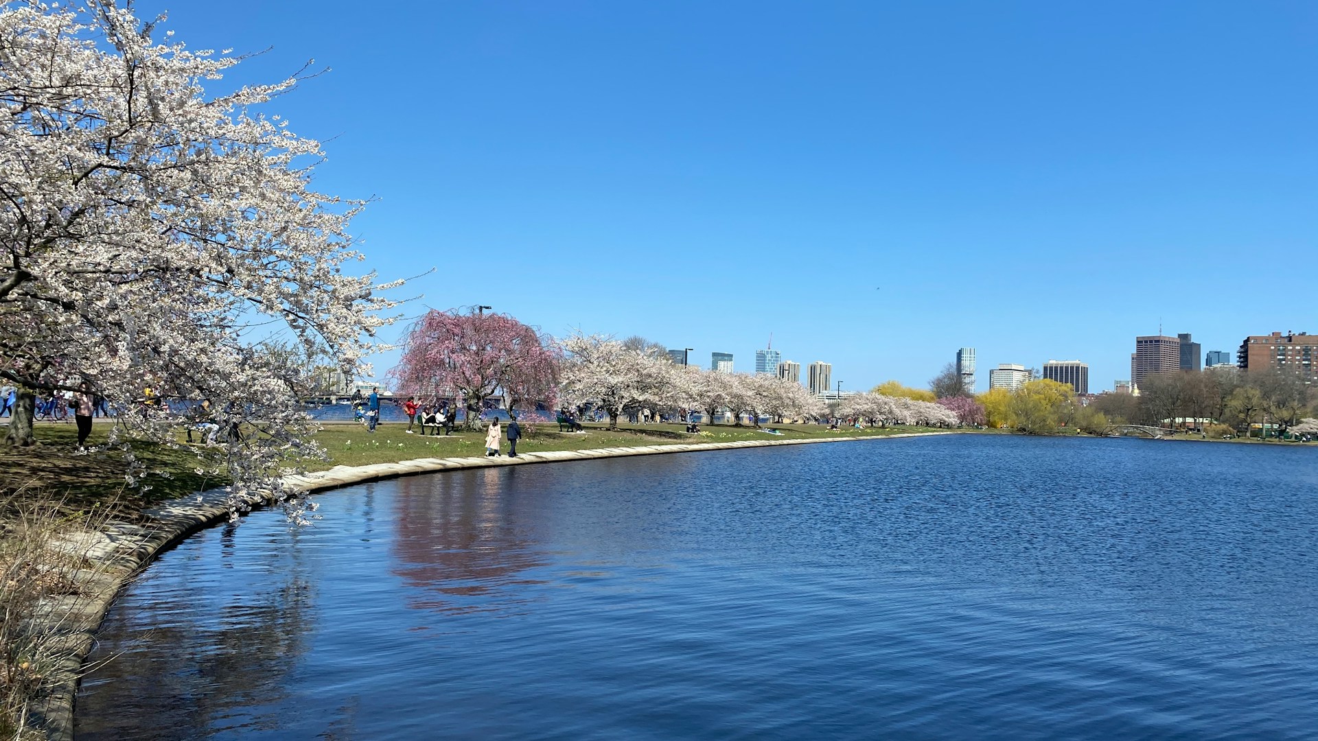 Charles River Esplanade in spring, Boston, MA