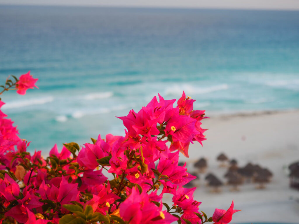 Red flowers on a beach in Cancun, Mexico